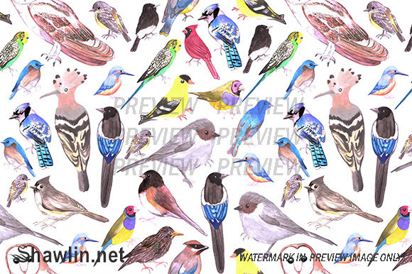 Birds of America Watercolor Backgrounds